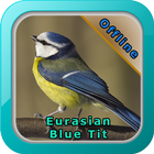 Chirping Eurasian Blue Tit icône
