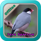 Chirping Java Sparrow Zeichen