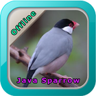 Chirping Java Sparrow আইকন