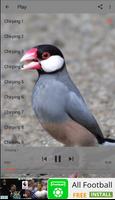 Chirping Java Sparrow capture d'écran 1