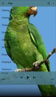 Chirping Parrot ポスター