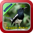 Chirping Magpie Robin APK