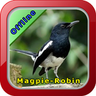 Chirping Magpie Robin ikon