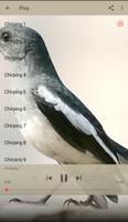 Chirping Magpie Robin Ekran Görüntüsü 1