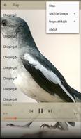 Chirping Magpie Robin स्क्रीनशॉट 3