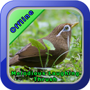 Bird Chirping Hwamei APK