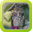 Chirping Birds Owl APK