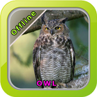 Chirping Birds Owl icône