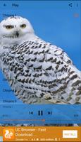 Chirping Birds Owl 截圖 1