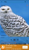 Chirping Birds Owl স্ক্রিনশট 1