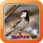ikon Chirping Sparrow
