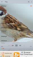Chirping Sparrow captura de pantalla 1