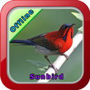 Chirping Sunbird APK