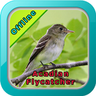 Acadian Flycatcher Bird Song icône