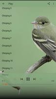 Acadian Flycatcher Bird Song capture d'écran 1