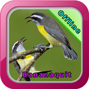 Bananaquit Bird Song APK