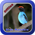 Blue Manakin