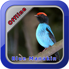 Blue Manakin icône
