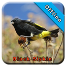 Black Siskin APK