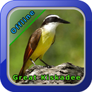 Great Kiskadee APK