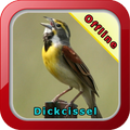 Dickcissel