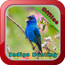 Indigo Bunting Bird Song APK