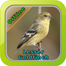 Lesser Goldfinch Bird Song APK