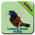 Lasser Seed Finch ไอคอน