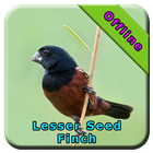 Lasser Seed Finch biểu tượng