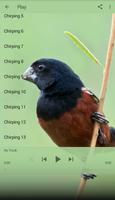 Lasser Seed Finch ภาพหน้าจอ 1