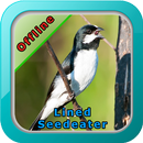 Lined Seedeater Bird Song APK