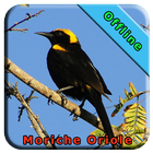 Moriche Oriole biểu tượng