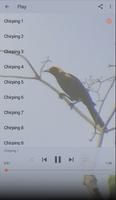 Moriche Oriole 截图 1