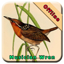 Musician Wren APK