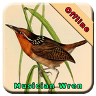 Musician Wren biểu tượng