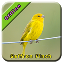 Saffron Finch Bird Song APK