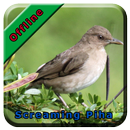 Screaming Piha Bird Song APK