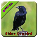 Shiny Cowbird Bird Song APK