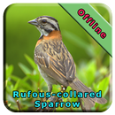 Rufous-collared Sparrow APK