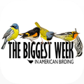 Biggest Week in Am. Birding