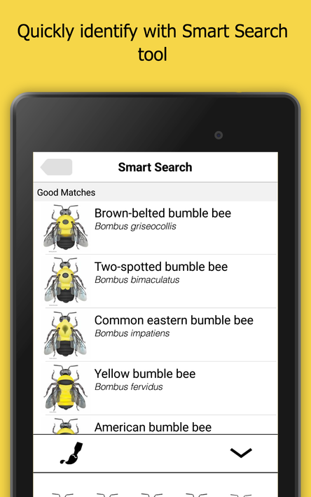 Bumble Bee Watch screenshot 12