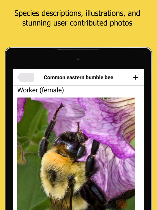 Bumble Bee Watch screenshot 6