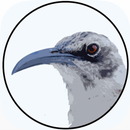 BirdsEye Galápagos APK