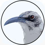 BirdsEye Galápagos ikon
