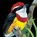 Birds of Peru APK