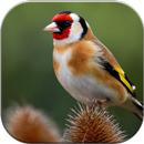 Goldfinch APK