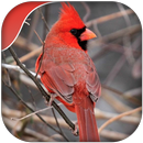 Cardinal rouge APK