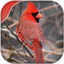 Cardinal Bird sounds 2019 APK