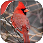 Cardinal rouge icône