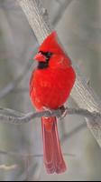 Cardinal rouge Affiche